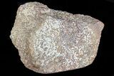 Polished Dinosaur Bone (Gembone) Section - Colorado #73027-1